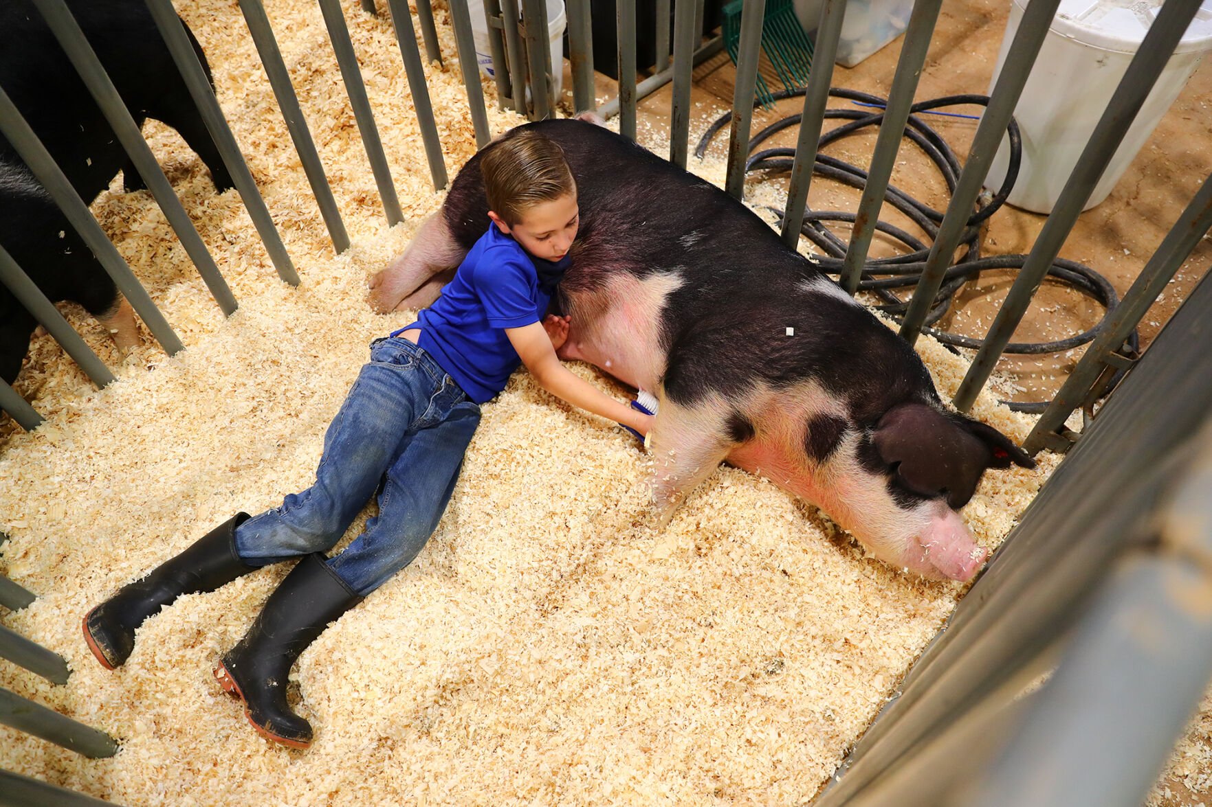 Brazos Valley Youth Livestock Show